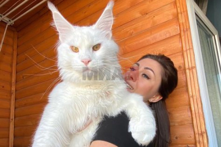 Студија открива: Мачките почесто мјаукаат на мажи отколку на жени