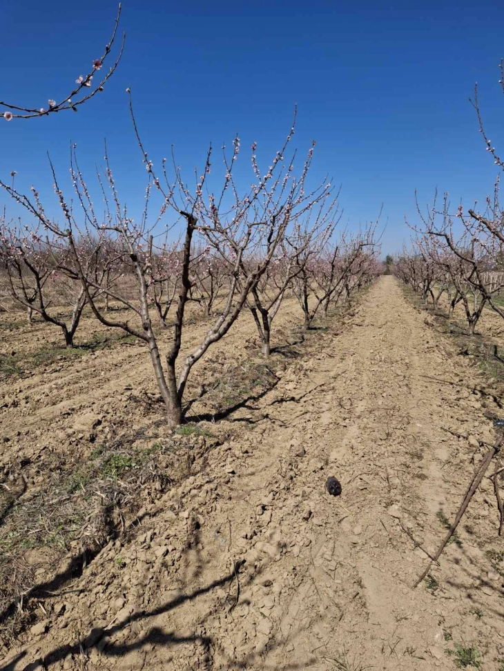 Крстевски: Владата и префрли на Општина Росоман 392.282 евра за обесштетување на земјоделци од штети од мраз и град 