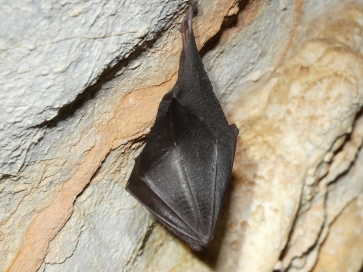 Во пештерата Самотска Дупка на Галичица утврдена хибернациска колонија лилјаци од видот мал потковичар