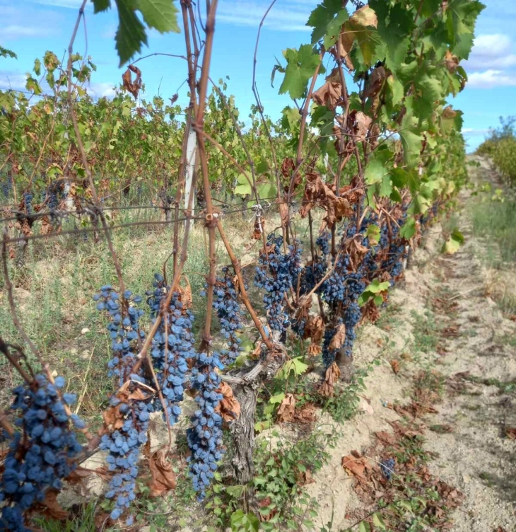 Јанчев: Владата му префрли на Кавадарци 2,079,689 денари за обесштетување земјоделци од врнежи од град 