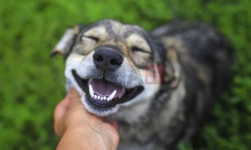 Домашни миленици: Трикови за дом без мирис 