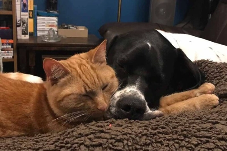 Домашните миленици можат да имаат исто толку позитивно влијание врз менталното здравје како и брачниот партнер