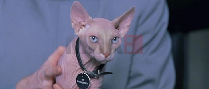 Мачките без влакна забранети во Холандија од 1 јануари