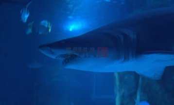 Истражувачите предупредуваат: Големите бели ајкули на раб на исчезнување во Медитеранот