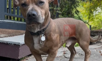 Куче со необична градба го освои интернетот