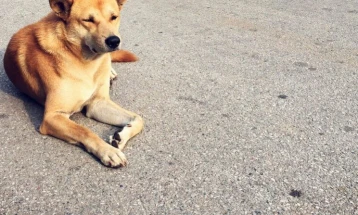 Општина Пехчево со појаснување за третманот на уличните кучиња