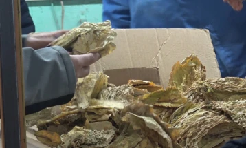 Откупени околу 25 000 тони тутун по 419 денари, откупот трае до 28 февруари