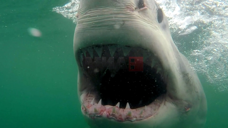 Австралиски плажи затворени по три напади од ајкули за два дена