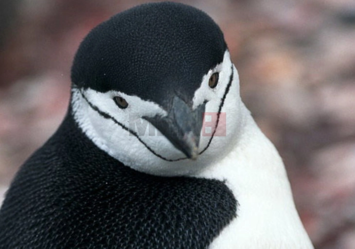 Пингвините гледаат промена во сезоната на парење поради климатските промени