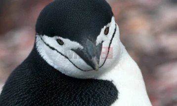 Пингвините гледаат промена во сезоната на парење поради климатските промени