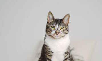 Мачката се чувствува најсигурно каде што седел нејзиниот сопственик