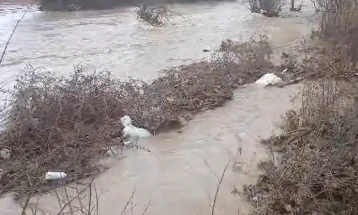 Во струмичко Костурино водата однесе 120 јагниња и 100 овци