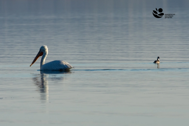 МЕД: Попишани над 35 300 единки од 44 различни видови водни птици на трите природни езера во Македонија