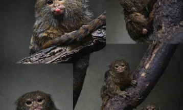 Џуџестите мармозети - нови жители во Зоолошката градина - Скопје