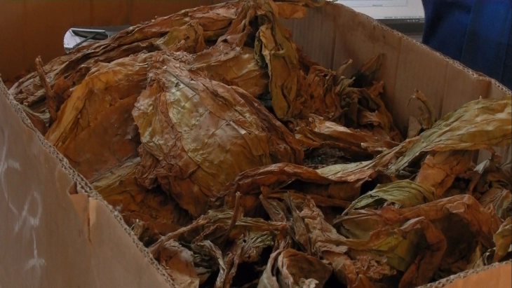 Откупени 480 тони тутун во Карбинци