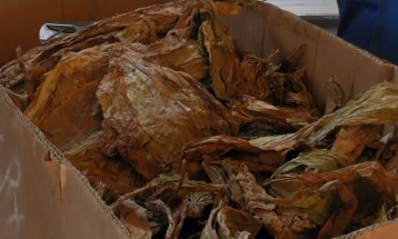 Откупени 480 тони тутун во Карбинци