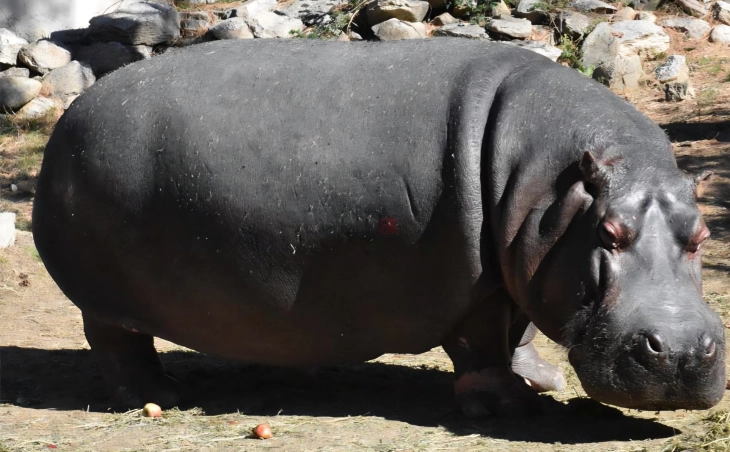 Во битолската Зоолошка градина пцовиса нилскиот коњ Берта
