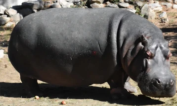 Во битолската Зоолошка градина пцовиса нилскиот коњ Берта