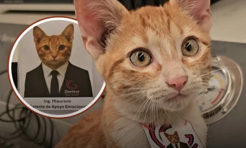 Мексиканска фирма го вработи мачорот Мјаурисио како „менаџер за емоционална поддршка“