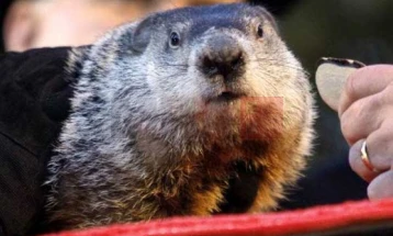 Во САД и во Канада традиционални манифестации по повод Денот на мрмотот