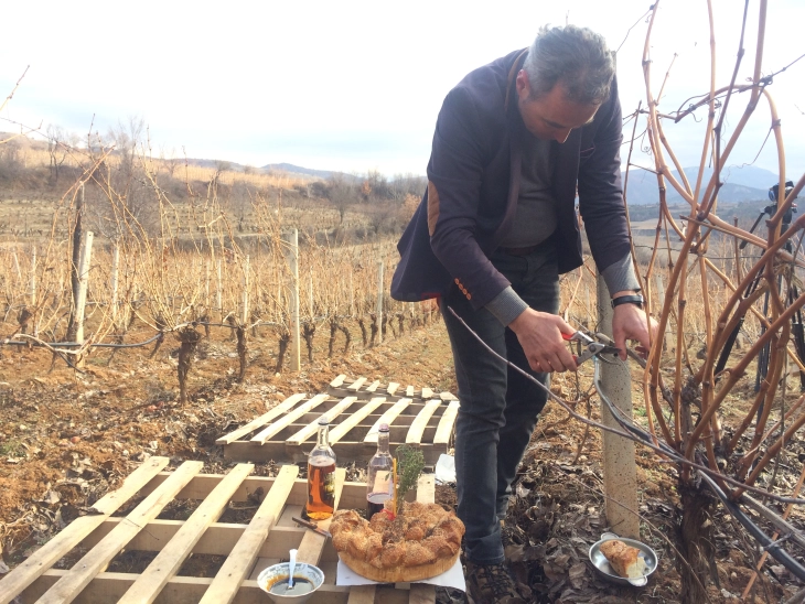 Се кројат лозјата во Тиквешко