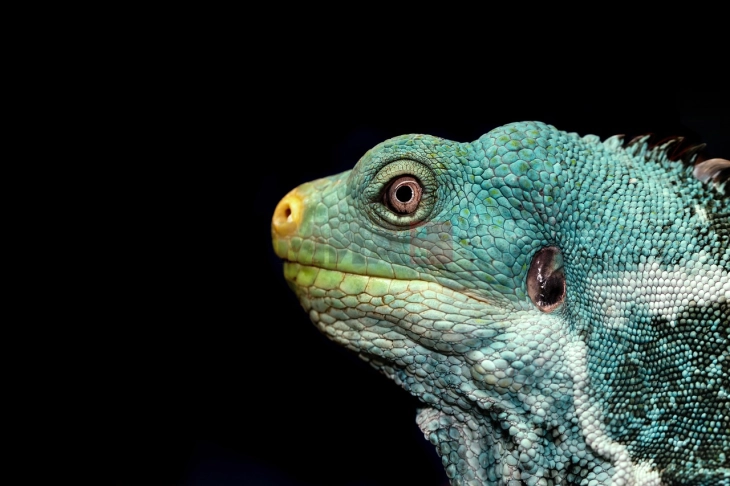 Флорида: Игуани „зашеметени од ладно“ паѓаат од дрвјата