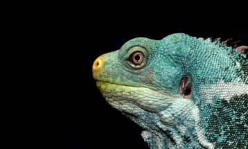 Флорида: Игуани „зашеметени од ладно“ паѓаат од дрвјата