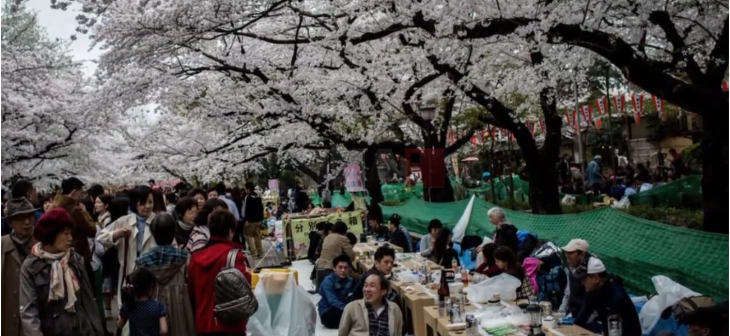 Во Јапонија откажан Фестивалот на цветање на црешите поради несовесни туристи