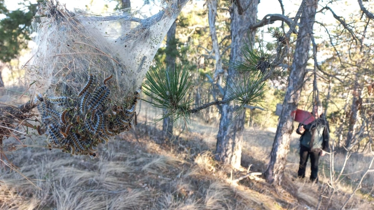 Екологисти од Неготино алармираат за штетникот боров четник во боровите шуми