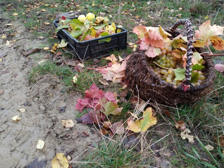 Недела на традицијата, на грозјето и производи од грозје во Тиквешијата 