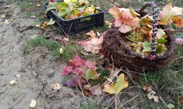 Недела на традицијата, на грозјето и производи од грозје во Тиквешијата 