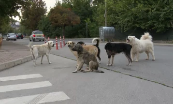 Во Штип минатиот месец во три наврати се заловувани кучиња скитници, граѓаните може да пријавуваат во Општината