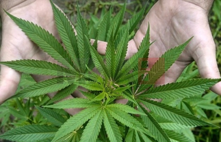 Пронајдени околу 100 стебла канабис во нива кај Теарце