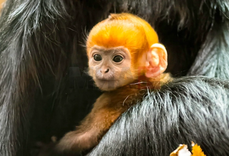 Родено првото мајмунче „мандаринче“ во зоолошката градина во Випснејд