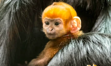 Родено првото мајмунче „мандаринче“ во зоолошката градина во Випснејд