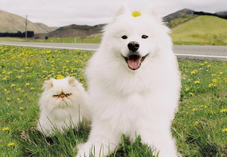 АХВ апелира: Микрочипирањето на кучињата е законска обврска