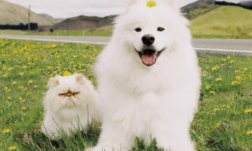 АХВ апелира: Микрочипирањето на кучињата е законска обврска