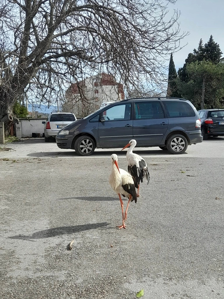 Гевгелиски двор трета година по ред е втор дом на два згрижени штрка