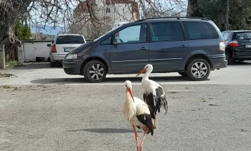 Гевгелиски двор трета година по ред е втор дом на два згрижени штрка