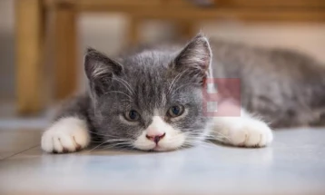 Një amerikan i infektuar me murtajë bubonike, e ka marrë nga macja e tij