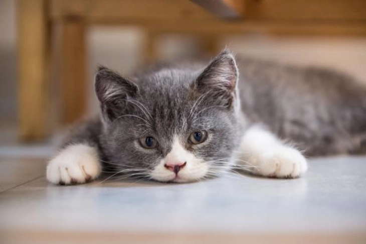 Истражување: Клучот за лекување на ракот може да лежи кај мачките