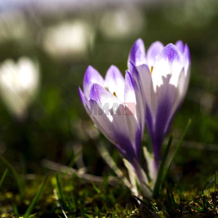 Moti sot me diell dhe erë të lehtë, temperatura deri në 16 gradë