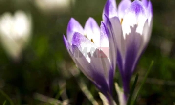 Moti sot me diell dhe erë të lehtë, temperatura deri në 16 gradë
