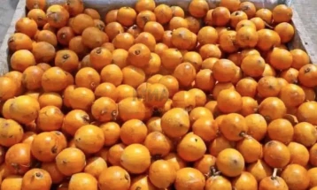 Истражување: Шимпанзото внесува алкохол преку „забранетото овошје“ во Африка