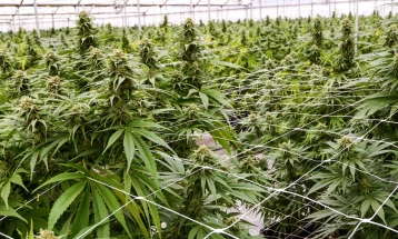 Одземени се шест лиценци на компании за одгледување кабанис, Мицкоски очекува тој тој број да се зголеми во следниот период