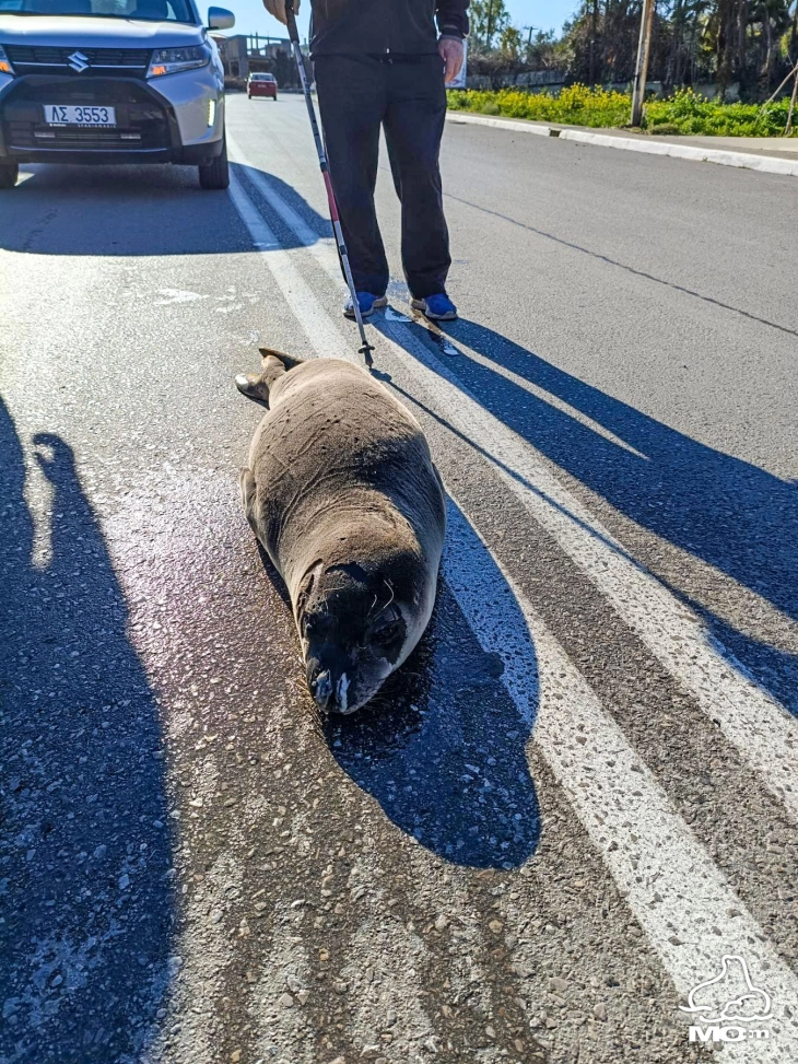 Млада фока вратена во море откако „шетала“ на улица во грчкиот град Аркица