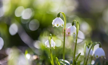 Mot me diell me vranësira të vogla deri në mesatare