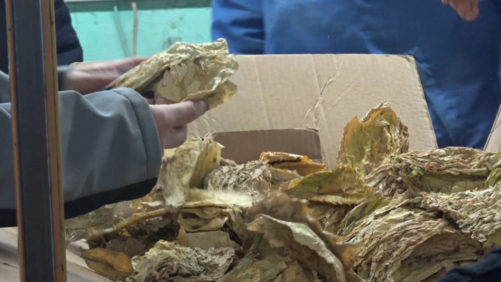 Официјално заврши откупот на ланскиот тутун, од понеделник почнува новото тутунопроизводство