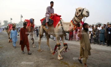 Дваесет камили дисквалификувани од натпревар за убавина поради ботокс