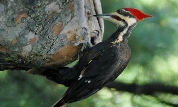 Online bird portal ptici.mk logs over 34,000 records on bird species across North Macedonia